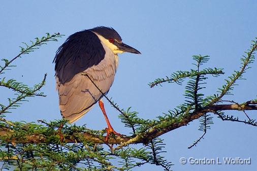 Heron On A Branch_45884.jpg - Black-crowned Night Heron (Nycticorax nycticorax)Photographed at Lake Martin near Breaux Bridge, Louisiana, USA.